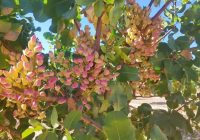 Risale Dersi 1459: İşaratü’l İ’caz 170 (4k) Risale Dersi 1459: İşaratü’l İ’caz 170 (4k)