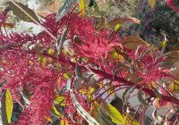 Risale Dersi 1465: İşaratü’l İ’caz 176 (4k) Risale Dersi 1465: İşaratü’l İ’caz 176 (4k)