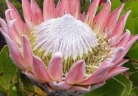 Risale Dersi 1473: İşaratü’l İ’caz 184 (4k) Risale Dersi 1473: İşaratü’l İ’caz 184 (4k)