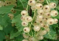 Risale Dersi 1466: İşaratü’l İ’caz 177 (4k) Risale Dersi 1466: İşaratü’l İ’caz 177 (4k)