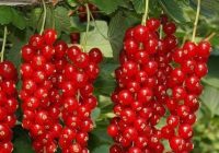 Risale Dersi 1468: İşaratü’l İ’caz 179 (4k) Risale Dersi 1468: İşaratü’l İ’caz 179 (4k)