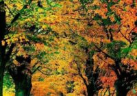 Risale Dersi 1488: İşaratü’l İ’caz 199 (4k) Risale Dersi 1488: İşaratü’l İ’caz 199 (4k)