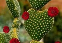 Risale Dersi 1487: İşaratü’l İ’caz 198 (4k) Risale Dersi 1487: İşaratü’l İ’caz 198 (4k)