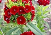 Risale Dersi 1496: İşaratü’l İ’caz 207 (4k) Risale Dersi 1496: İşaratü’l İ’caz 207 (4k)