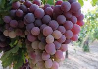 Risale Dersi 1475: İşaratü’l İ’caz 186 (4k) Risale Dersi 1475: İşaratü’l İ’caz 186 (4k)