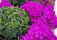 Risale Dersi 1492: İşaratü’l İ’caz 203 (4k) Risale Dersi 1492: İşaratü’l İ’caz 203 (4k)