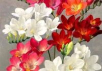 Risale Dersi 1498: İşaratü’l İ’caz 209 (4k) Risale Dersi 1498: İşaratü’l İ’caz 209 (4k)