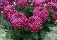 Risale Dersi 1481: İşaratü’l İ’caz 192 (4k) Risale Dersi 1481: İşaratü’l İ’caz 192 (4k)