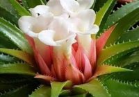 Risale Dersi 1479: İşaratü’l İ’caz 190 (4k) Risale Dersi 1479: İşaratü’l İ’caz 190 (4k)