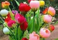 Risale Dersi 1493: İşaratü’l İ’caz 204 (4k) Risale Dersi 1493: İşaratü’l İ’caz 204 (4k)