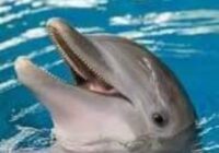 Risale Dersi 1501: İşaratü’l İ’caz 212 (4k) Risale Dersi 1501: İşaratü’l İ’caz 212 (4k)