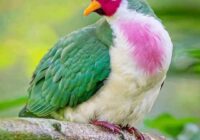 Risale Dersi 1500: İşaratü’l İ’caz 211 (4k) Risale Dersi 1500: İşaratü’l İ’caz 211 (4k)