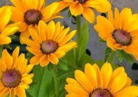 Risale Dersi 1504: İşaratü’l İ’caz 215 (4k) Risale Dersi 1504: İşaratü’l İ’caz 215 (4k)