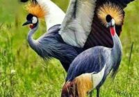 Risale Dersi 1484: İşaratü’l İ’caz 195 (4k) Risale Dersi 1484: İşaratü’l İ’caz 195 (4k)