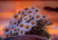 Risale Dersi 1477: İşaratü’l İ’caz 188 (4k) Risale Dersi 1477: İşaratü’l İ’caz 188 (4k)