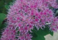 Risale Dersi 1491: İşaratü’l İ’caz 202 (4k) Risale Dersi 1491: İşaratü’l İ’caz 202 (4k)