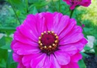 Risale Dersi 1495: İşaratü’l İ’caz 206 (4k) Risale Dersi 1495: İşaratü’l İ’caz 206 (4k)