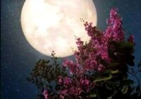 Risale Dersi 1489: İşaratü’l İ’caz 200 (4k) Risale Dersi 1489: İşaratü’l İ’caz 200 (4k)