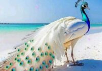 Risale Dersi 1513: İşaratü’l İ’caz 224 (4k) Risale Dersi 1513: İşaratü’l İ’caz 224 (4k)