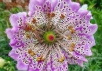 Risale Dersi 1521: Şualar 2.Şua 4 Risale Dersi 1521: Şualar 2.Şua 4