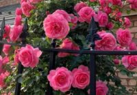 Risale Dersi 1508: İşaratü’l İ’caz 219 (4k) Risale Dersi 1508: İşaratü’l İ’caz 219 (4k)