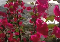 Risale Dersi 1518: Şualar 2.Şua 1 Risale Dersi 1518: Şualar 2.Şua 1