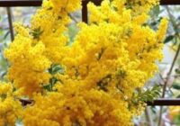 Risale Dersi 1519: Şualar 2.Şua 2 Risale Dersi 1519: Şualar 2.Şua 2