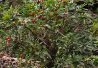 Risale Dersi 1510: İşaratü’l İ’caz 221 (4k) Risale Dersi 1510: İşaratü’l İ’caz 221 (4k)