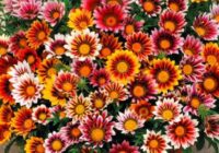 Risale Dersi 1809: 14.Şua 96 Risale Dersi 1809: 14.Şua 96