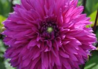 Risale Dersi 1800: 14.Şua 87 Risale Dersi 1800: 14.Şua 87