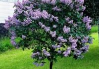 Risale Dersi 1801: 14.Şua 88 Risale Dersi 1801: 14.Şua 88