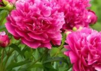 Risale Dersi 1798: 14.Şua 85 Risale Dersi 1798: 14.Şua 85