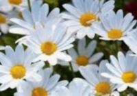 Risale Dersi 1808: 14.Şua 95 Risale Dersi 1808: 14.Şua 95