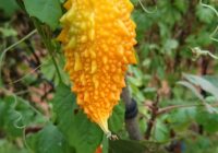 Risale Dersi 1797: 14.Şua 84 Risale Dersi 1797: 14.Şua 84