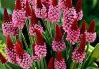 Risale Dersi 1807: 14.Şua 94 Risale Dersi 1807: 14.Şua 94