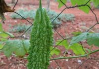 Risale Dersi 1795: 14.Şua 82 Risale Dersi 1795: 14.Şua 82