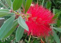 Risale Dersi 1812: 14.Şua 99 Risale Dersi 1812: 14.Şua 99