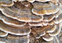 Risale Dersi 1813: 14.Şua 100 Risale Dersi 1813: 14.Şua 100