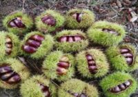 Risale Dersi 1823: 5.Şua 2 Risale Dersi 1823: 5.Şua 2