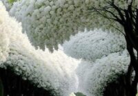 Risale Dersi 1820: 14.Şua 107 Risale Dersi 1820: 14.Şua 107