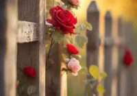 Risale Dersi 1826: 5.Şua 5 Risale Dersi 1826: 5.Şua 5