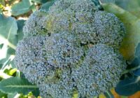 Risale Dersi 1819: 14.Şua 106 Risale Dersi 1819: 14.Şua 106