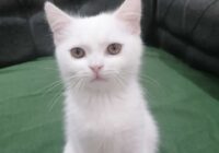 Risale Dersi 1828: 5.Şua 7 Risale Dersi 1828: 5.Şua 7