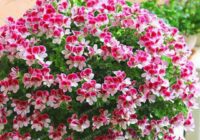 Risale Dersi 1827: 5.Şua 6 Risale Dersi 1827: 5.Şua 6