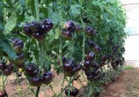 Risale Dersi 1841: 15.Şua 4 Risale Dersi 1841: 15.Şua 4