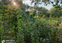 Risale Dersi 1846: 15.Şua 9 Risale Dersi 1846: 15.Şua 9