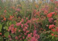 Risale Dersi 1858: 15.Şua 21 Risale Dersi 1858: 15.Şua 21