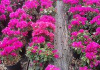 Risale Dersi 1848: 15.Şua 11 Risale Dersi 1848: 15.Şua 11