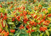 Risale Dersi 1835: 5.Şua 14 Risale Dersi 1835: 5.Şua 14