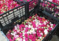 Risale Dersi 1851: 15.Şua 14